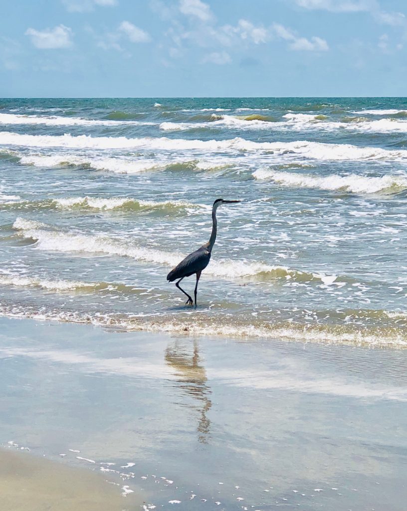 Take the time to walk on the beach and do some birdwatching.