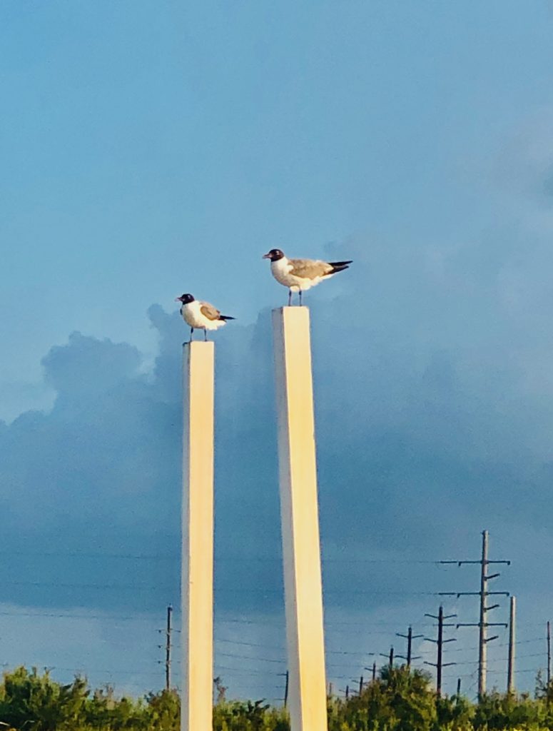 birds at the Galveston state park