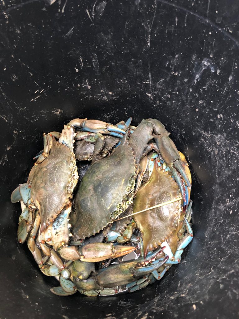 Blue Crab the we caught on the bay.